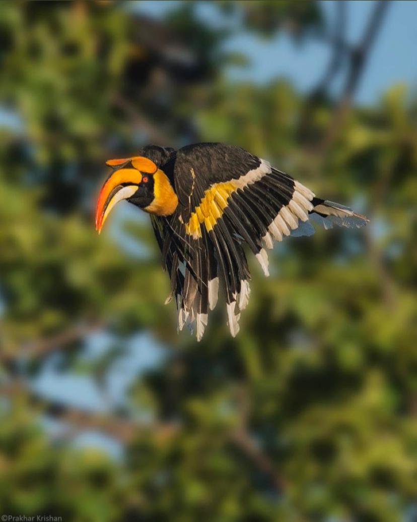 The Postcard Hideaway, Netravali Wildlife Sanctuary, Goa Hotel Vichondrem ภายนอก รูปภาพ
